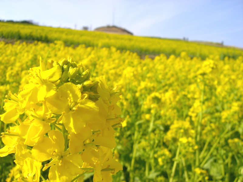 菜の花畑